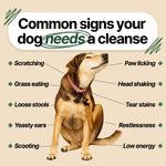 Gouttes anti-parasites internes pour chien