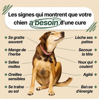Gouttes anti-parasites internes pour chien